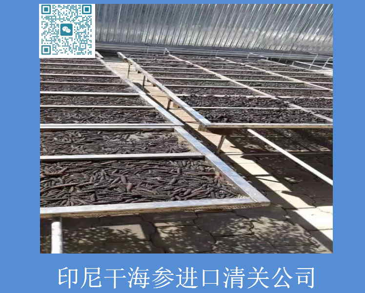 印尼干海參進口清關公司.jpg