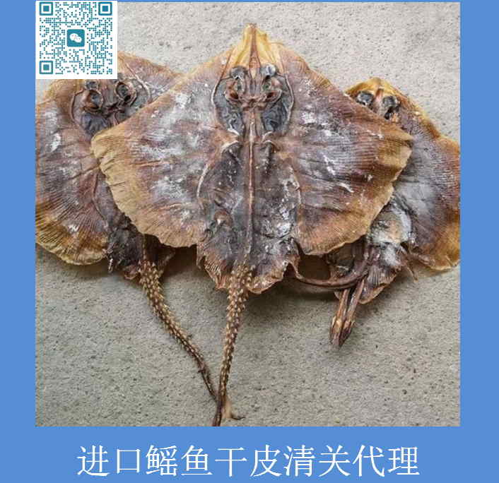進口鰩魚干皮清關(guān).jpg