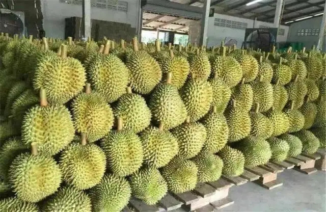 越南榴蓮.webp.jpg