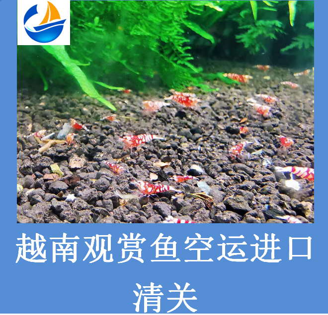 越南觀賞魚進口清關.png