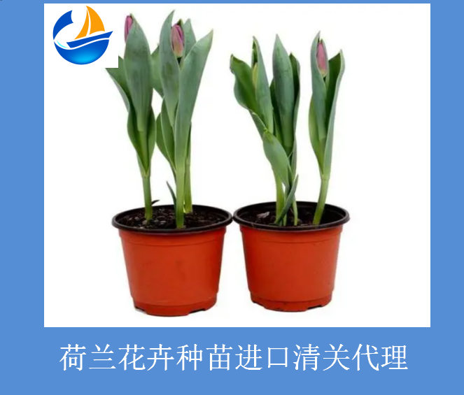 荷蘭花卉種苗進口清關(guān)1.png