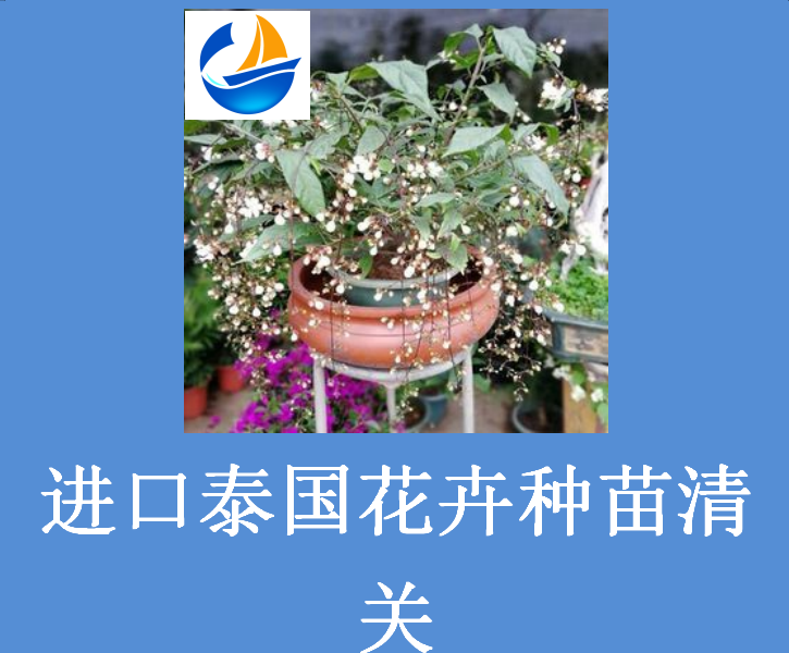 進(jìn)口泰國(guó)花卉種苗清關(guān).png