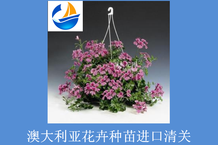 澳大利亞花卉進口清關.png