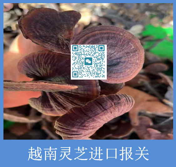 越南靈芝進口報關.jpg
