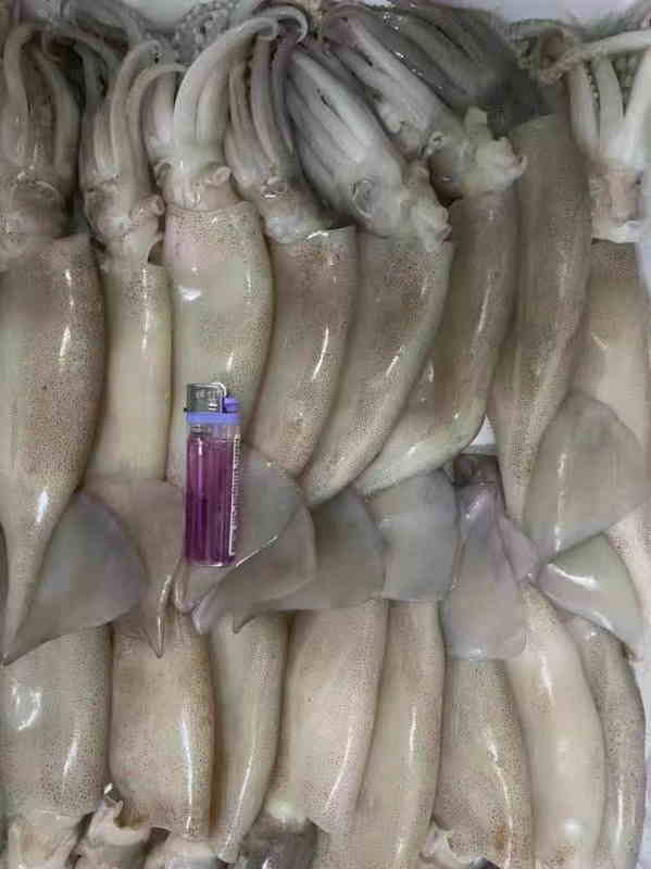 冷凍魷魚進口清關(guān).jpg