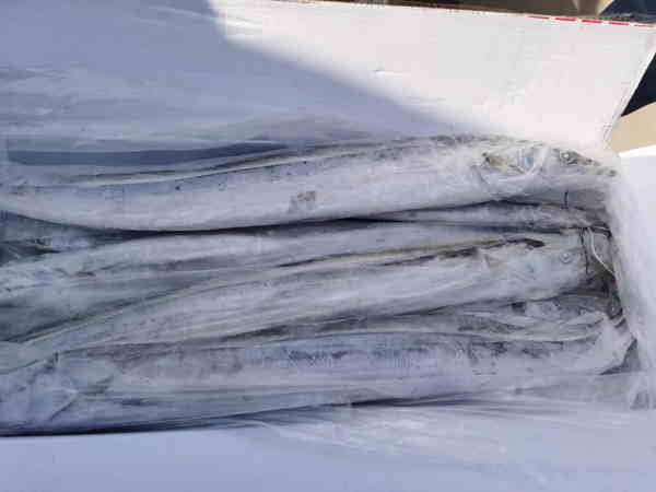 馬來西亞凍帶魚進(jìn)口清關(guān)jpg.jpg