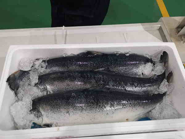三文魚進(jìn)口清關(guān).jpg