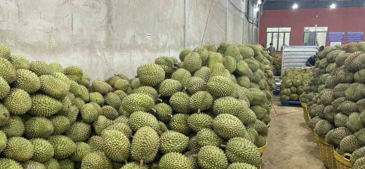 水果進口清關.jpg